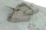 Two Isotelus Trilobites - Mt Orab, Ohio #208440-1